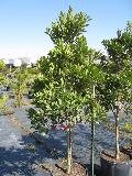 Little Emperor Japanese Blueberry / Elaeocarpus decipiens 